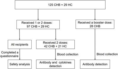 Immunogenicity of inactivated coronavirus disease 2019 vaccines in patients with chronic hepatitis B undergoing antiviral therapy